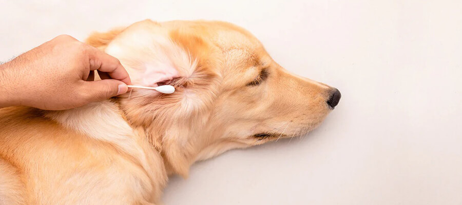 How to Safely Clean Your Dog’s Ears at Home